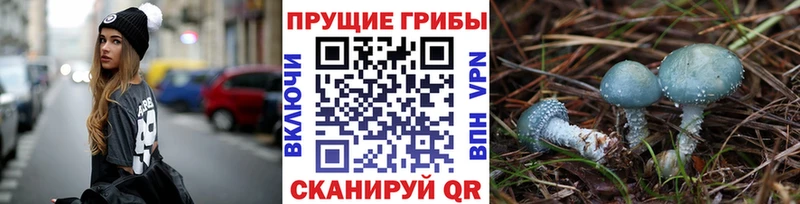как найти закладки  Билибино  Псилоцибиновые грибы MAGIC MUSHROOMS 
